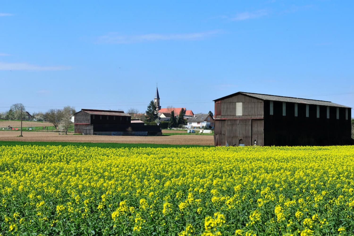 Zellwiller Commune Portail