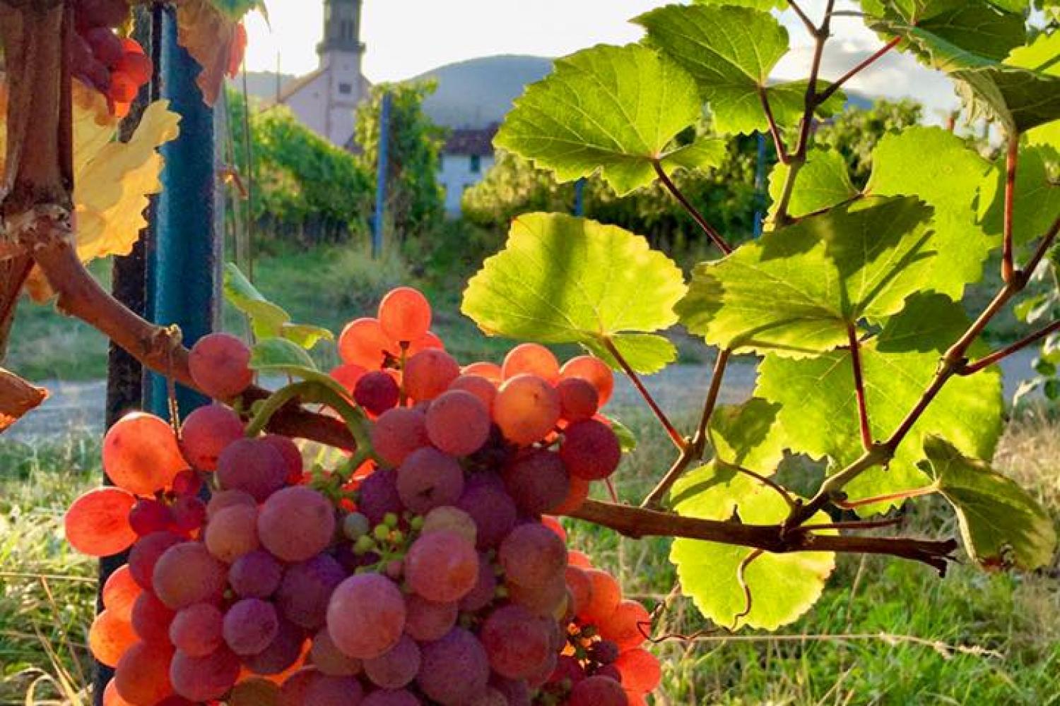 Le clocher à travers les vignes - Photo : Olivier HERBETH