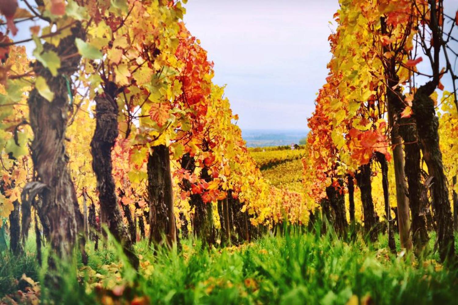 Les vignes à l'automne - Photo : Olivier HERBETH