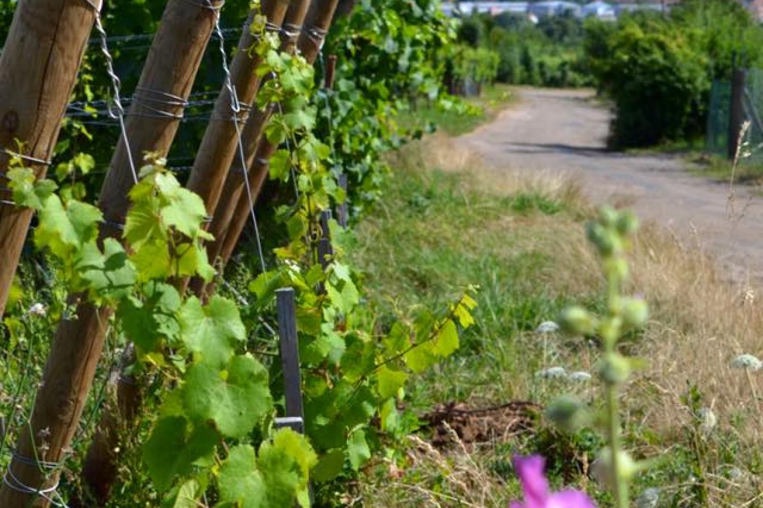 Les vignes de Heiligenstein - Photo : Olivier HERBETH