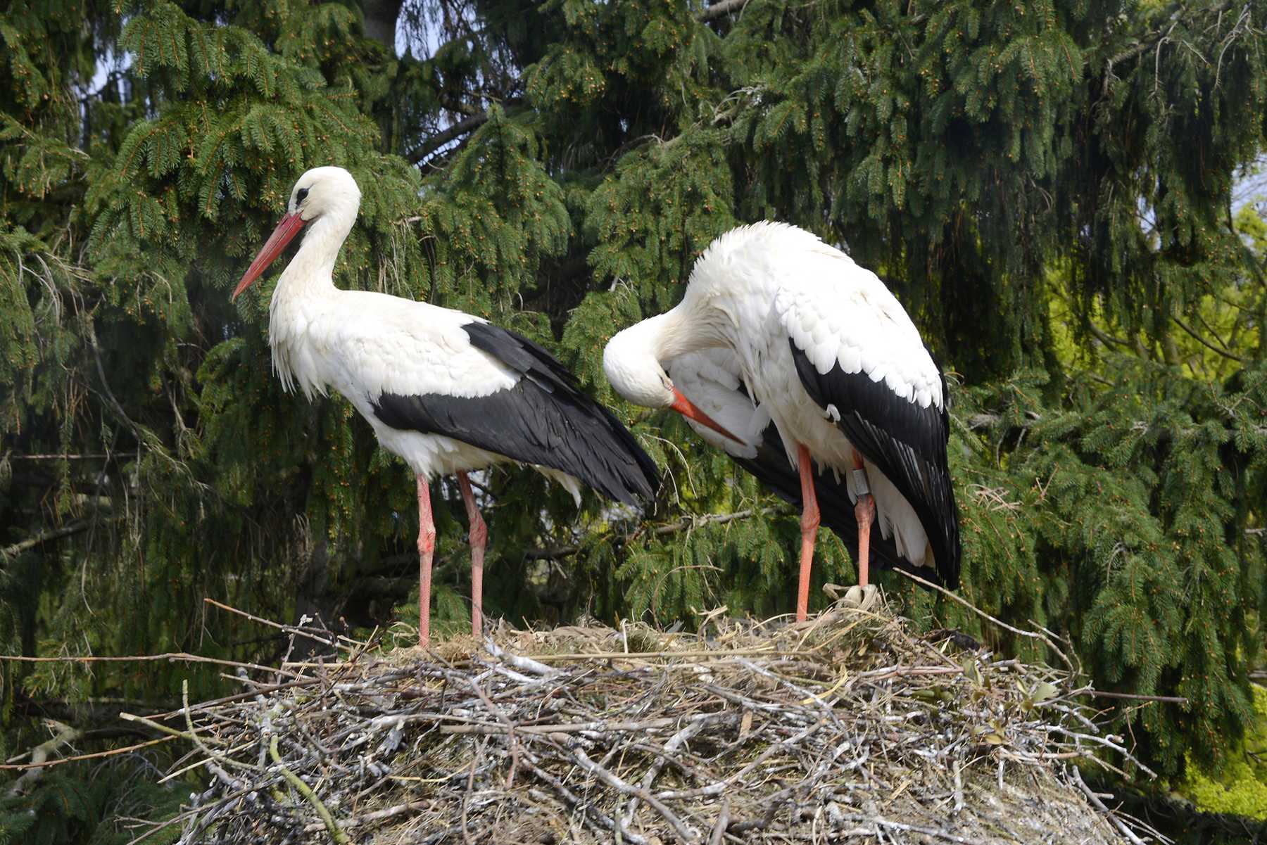 cigogne