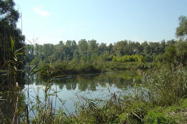 Réserve Naturelle du Taubergiessen an Allemagne