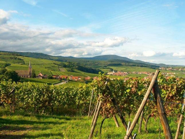 Route des Vins d'Alsace © Studio Pygmalion