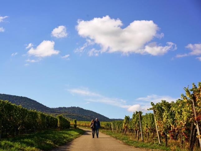 Balade dans le vignoble 