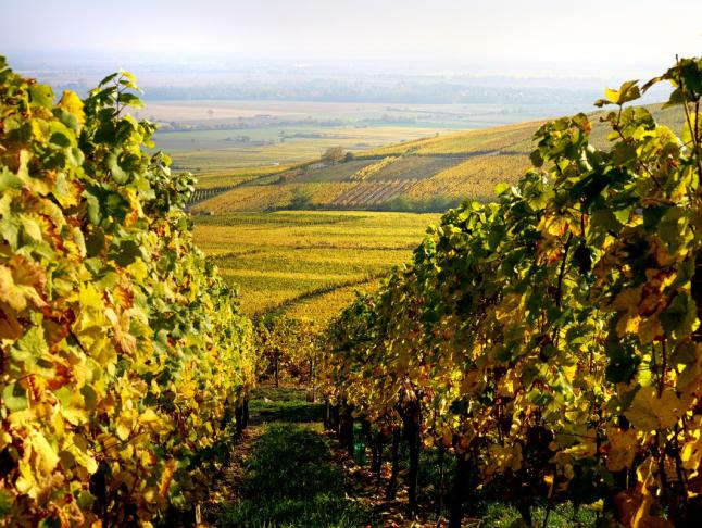 vignes