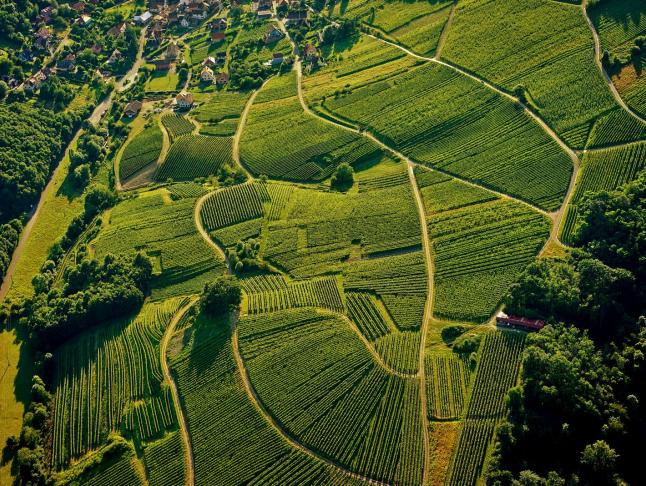 Vignes Pays de Barr